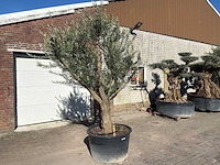 Olijfboom andalucia xxl - olea europaea - 50 jaar oud - hoogte ca. 250 cm - afbeelding 3 van  9