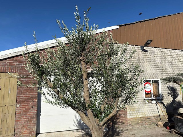 Olijfboom andalucia xxl - olea europaea - 50 jaar oud - hoogte ca. 250 cm - afbeelding 7 van  9