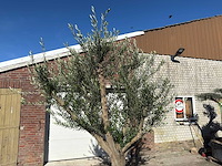 Olijfboom andalucia xxl - olea europaea - 50 jaar oud - hoogte ca. 250 cm - afbeelding 7 van  9