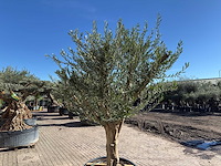 Olijfboom andalucia xxl - olea europaea - 50 jaar oud - hoogte ca. 250 cm - afbeelding 8 van  9