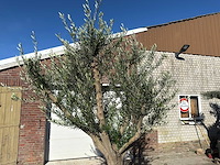 Olijfboom andalucia xxl - olea europaea - 50 jaar oud - hoogte ca. 250 cm - afbeelding 9 van  9