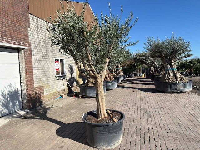 Olijfboom andalucia xxl - olea europaea - ca. 50 jaar oud - hoogte ca. 250 cm - afbeelding 4 van  9