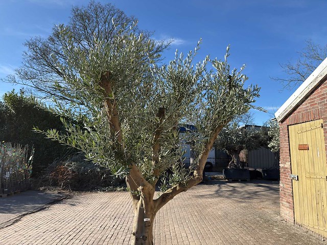 Olijfboom andalucia xxl - olea europaea - ca. 50 jaar oud - hoogte ca. 250 cm - afbeelding 6 van  9