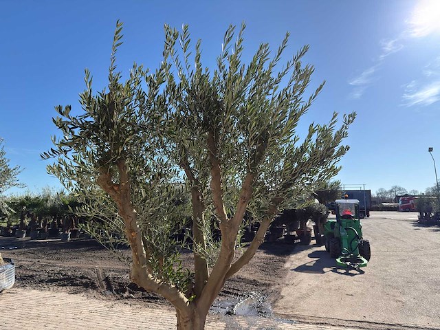 Olijfboom andalucia xxl - olea europaea - ca. 50 jaar oud - hoogte ca. 250 cm - afbeelding 9 van  9