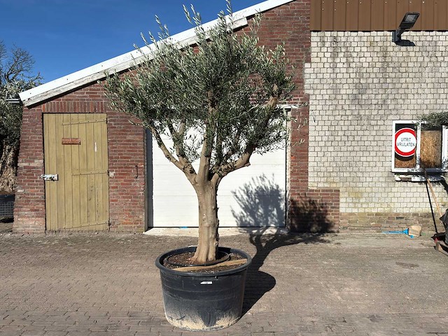 Olijfboom andalucia xxl - olea europaea - ca. 80 jaar oud - hoogte ca. 280 cm - afbeelding 1 van  9