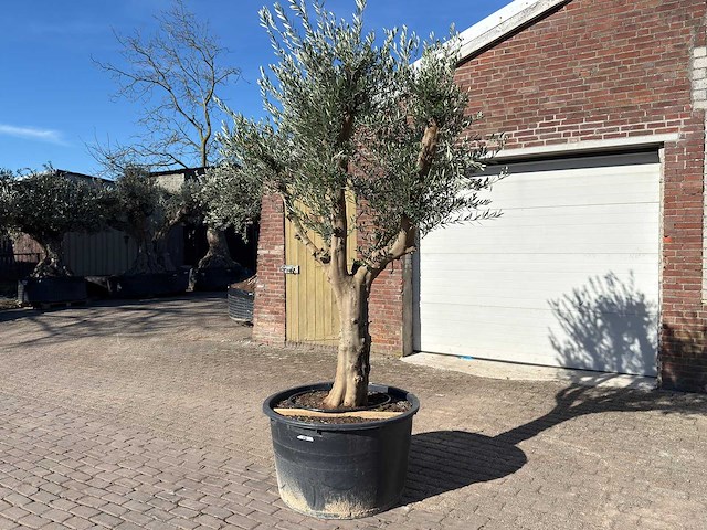 Olijfboom andalucia xxl - olea europaea - ca. 80 jaar oud - hoogte ca. 280 cm - afbeelding 2 van  9