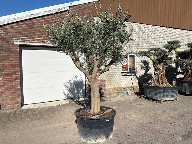 Olijfboom andalucia xxl - olea europaea - ca. 80 jaar oud - hoogte ca. 280 cm - afbeelding 3 van  9