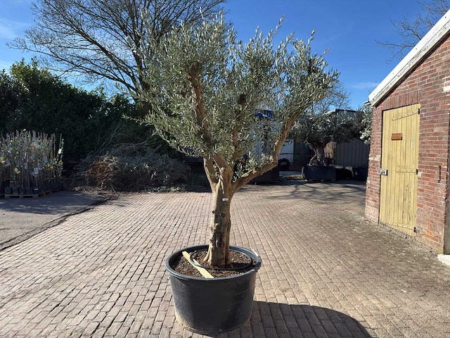 Olijfboom andalucia xxl - olea europaea - ca. 80 jaar oud - hoogte ca. 280 cm - afbeelding 5 van  9