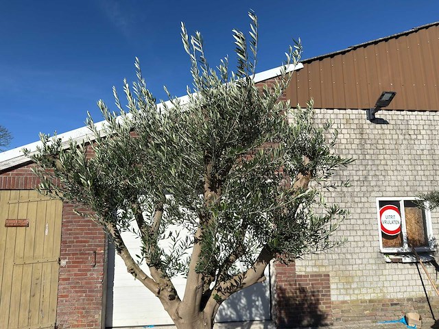 Olijfboom andalucia xxl - olea europaea - ca. 80 jaar oud - hoogte ca. 280 cm - afbeelding 7 van  9