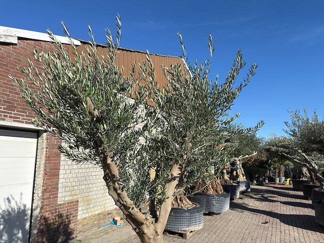 Olijfboom andalucia xxl - olea europaea - ca. 80 jaar oud - hoogte ca. 280 cm - afbeelding 8 van  9