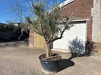 Olijfboom andalucia xxl - olea europaea - hoogte ca. 300 cm - afbeelding 2 van  9