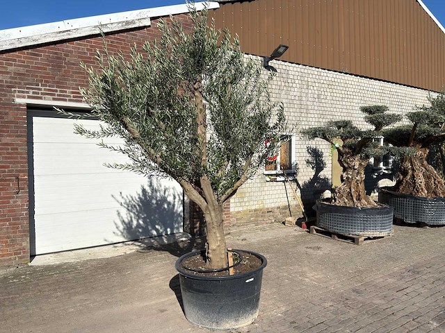 Olijfboom andalucia xxl - olea europaea - hoogte ca. 300 cm - afbeelding 3 van  9