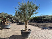 Olijfboom andalucia xxl - olea europaea - hoogte ca. 300 cm - afbeelding 4 van  9