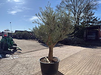 Olijfboom andalucia xxl - olea europaea - hoogte ca. 300 cm - afbeelding 5 van  9