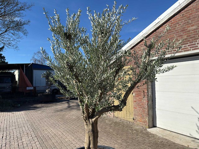 Olijfboom andalucia xxl - olea europaea - hoogte ca. 300 cm - afbeelding 6 van  9