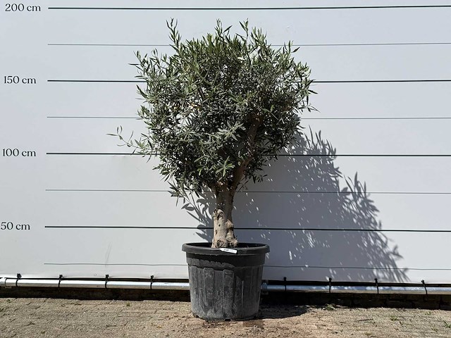 Olijfboom bolvorm - olea europaea - ca. 25 jaar oud - hoogte ca. 170 cm - afbeelding 1 van  3