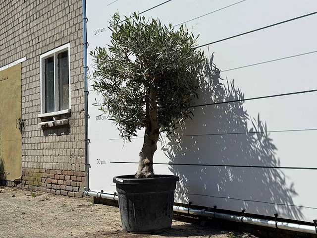 Olijfboom bolvorm - olea europaea - ca. 25 jaar oud - hoogte ca. 170 cm - afbeelding 2 van  3