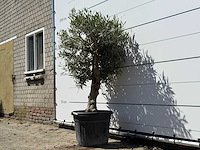 Olijfboom bolvorm - olea europaea - ca. 25 jaar oud - hoogte ca. 170 cm - afbeelding 2 van  3