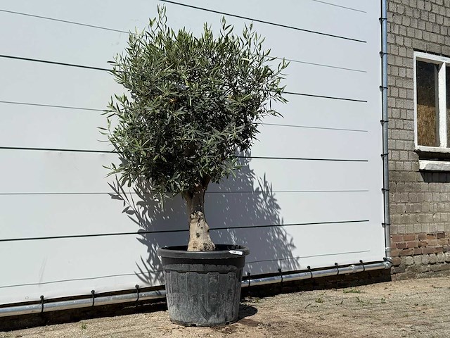Olijfboom bolvorm - olea europaea - ca. 25 jaar oud - hoogte ca. 170 cm - afbeelding 3 van  3