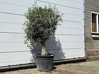 Olijfboom bolvorm - olea europaea - ca. 25 jaar oud - hoogte ca. 170 cm - afbeelding 3 van  3