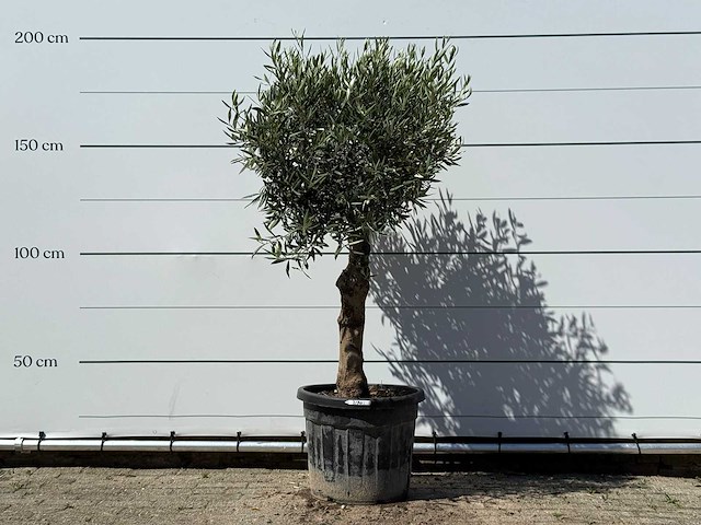 Olijfboom bolvorm - olea europaea - ca. 25 jaar oud - hoogte ca. 180 cm - afbeelding 1 van  1