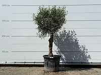 Olijfboom bolvorm - olea europaea - ca. 25 jaar oud - hoogte ca. 180 cm - afbeelding 1 van  1
