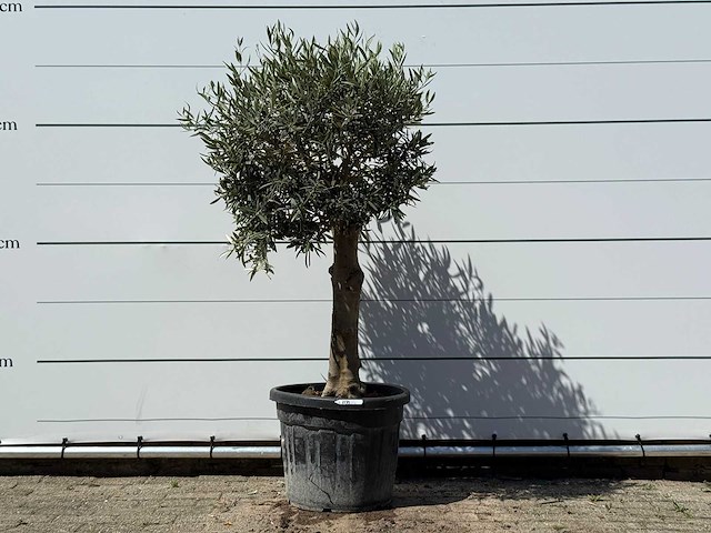 Olijfboom bolvorm - olea europaea - ca. 25 jaar oud - hoogte ca. 180 cm - afbeelding 1 van  1