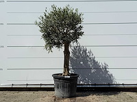 Olijfboom bolvorm - olea europaea - ca. 25 jaar oud - hoogte ca. 180 cm - afbeelding 1 van  1