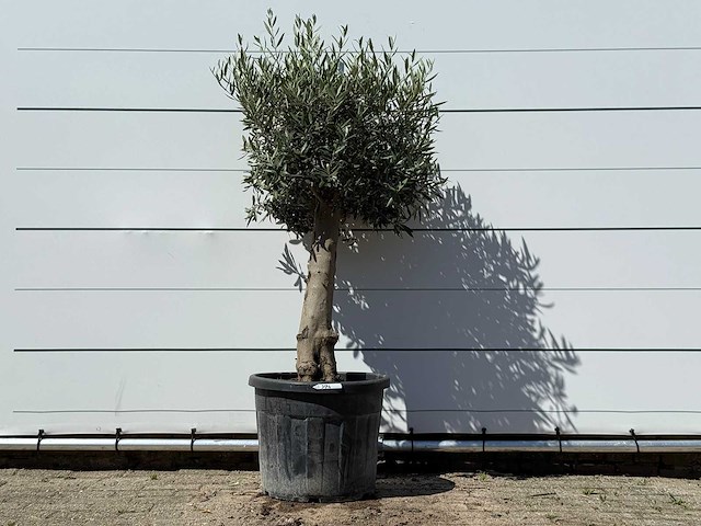 Olijfboom bolvorm - olea europaea - ca. 25 jaar oud - hoogte ca. 180 cm - afbeelding 1 van  3