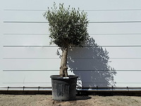 Olijfboom bolvorm - olea europaea - ca. 25 jaar oud - hoogte ca. 180 cm - afbeelding 1 van  3
