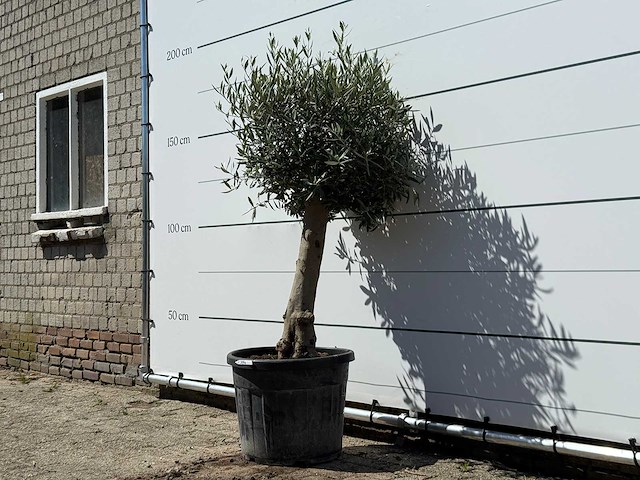 Olijfboom bolvorm - olea europaea - ca. 25 jaar oud - hoogte ca. 180 cm - afbeelding 2 van  3