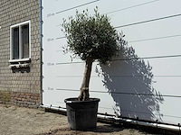 Olijfboom bolvorm - olea europaea - ca. 25 jaar oud - hoogte ca. 180 cm - afbeelding 2 van  3