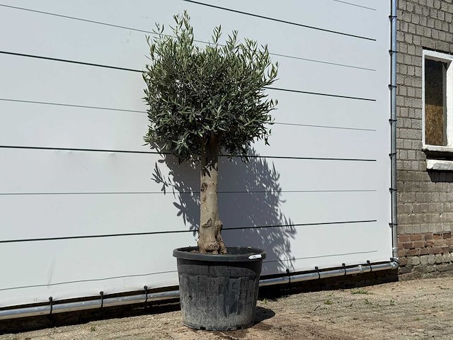 Olijfboom bolvorm - olea europaea - ca. 25 jaar oud - hoogte ca. 180 cm - afbeelding 3 van  3