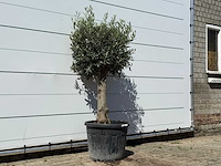 Olijfboom bolvorm - olea europaea - ca. 25 jaar oud - hoogte ca. 180 cm - afbeelding 3 van  3