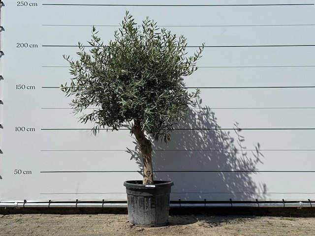 Olijfboom bolvorm - olea europaea - ca. 25 jaar oud - hoogte ca. 180 cm - afbeelding 1 van  3