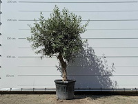 Olijfboom bolvorm - olea europaea - ca. 25 jaar oud - hoogte ca. 180 cm - afbeelding 1 van  3