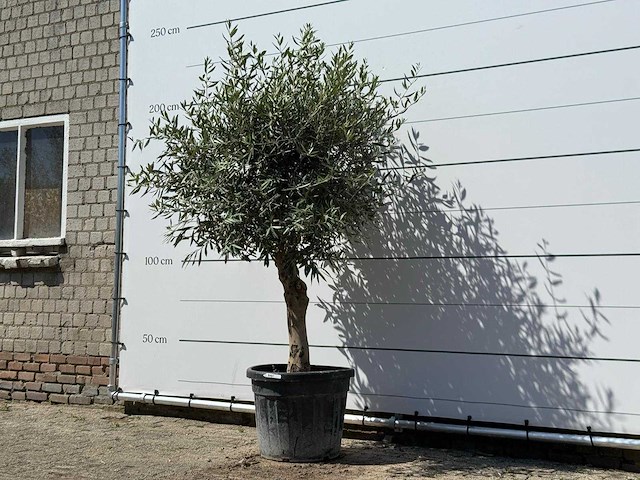 Olijfboom bolvorm - olea europaea - ca. 25 jaar oud - hoogte ca. 180 cm - afbeelding 2 van  3