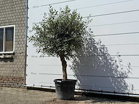 Olijfboom bolvorm - olea europaea - ca. 25 jaar oud - hoogte ca. 180 cm - afbeelding 2 van  3
