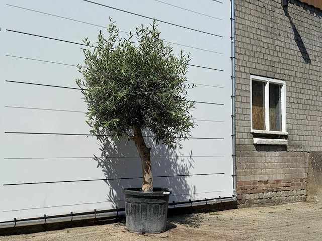 Olijfboom bolvorm - olea europaea - ca. 25 jaar oud - hoogte ca. 180 cm - afbeelding 3 van  3