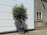 Olijfboom bolvorm - olea europaea - ca. 25 jaar oud - hoogte ca. 180 cm - afbeelding 3 van  3