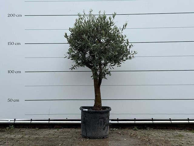 Olijfboom bolvorm - olea europaea - ca. 25 jaar oud - hoogte ca. 180 cm - afbeelding 1 van  4