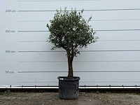 Olijfboom bolvorm - olea europaea - ca. 25 jaar oud - hoogte ca. 180 cm - afbeelding 1 van  4