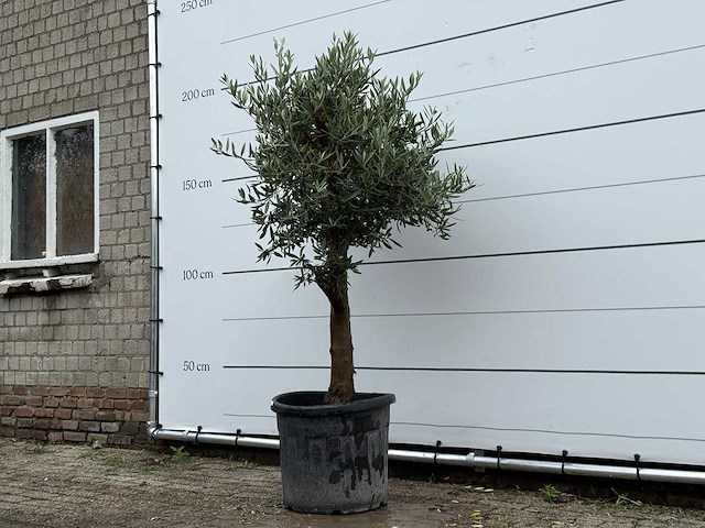 Olijfboom bolvorm - olea europaea - ca. 25 jaar oud - hoogte ca. 180 cm - afbeelding 2 van  4
