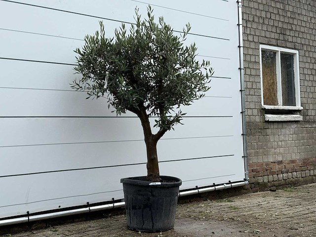 Olijfboom bolvorm - olea europaea - ca. 25 jaar oud - hoogte ca. 180 cm - afbeelding 3 van  4