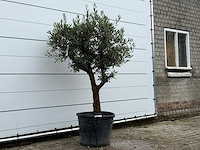 Olijfboom bolvorm - olea europaea - ca. 25 jaar oud - hoogte ca. 180 cm - afbeelding 3 van  4