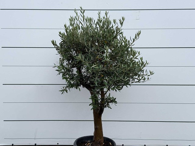 Olijfboom bolvorm - olea europaea - ca. 25 jaar oud - hoogte ca. 180 cm - afbeelding 4 van  4
