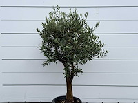 Olijfboom bolvorm - olea europaea - ca. 25 jaar oud - hoogte ca. 180 cm - afbeelding 4 van  4