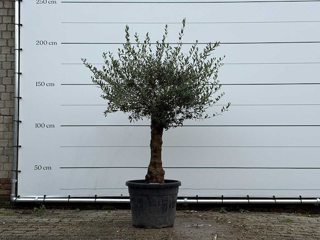 Olijfboom bolvorm - olea europaea - ca. 25 jaar oud - hoogte ca. 180 cm - afbeelding 1 van  5