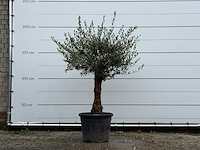 Olijfboom bolvorm - olea europaea - ca. 25 jaar oud - hoogte ca. 180 cm - afbeelding 1 van  5