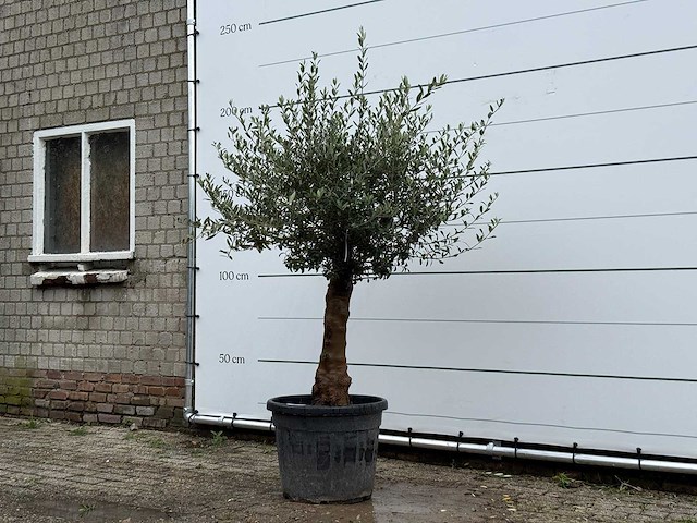 Olijfboom bolvorm - olea europaea - ca. 25 jaar oud - hoogte ca. 180 cm - afbeelding 2 van  5